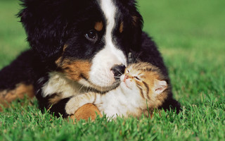 Dog cat playing in grass - a dog and a cat free wallpaper