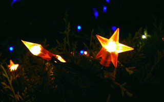 Glowing butterfly stars night forest - the dark night time free wallpaper for desktop