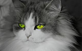 Serious white cat green eyes - a cat free wallpaper