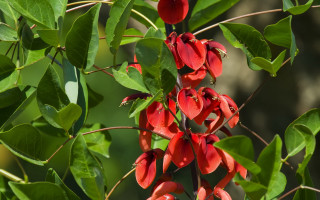 Red flowers branch leaves blurry - red flower free wallpaper for desktop