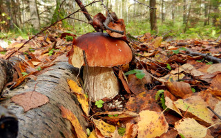 Mushroom stump autumn leaves fire - the wood next free wallpaper