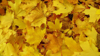 Yellow leaves black cat autumn - postminimalism free wallpaper