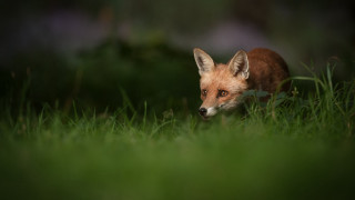 Small fox walking woods nature - a small fox free wallpaper
