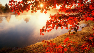 Lake tree sun fog autumn - a lake free wallpaper