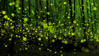 Fireflies christmas magic forest nature - free light wallpaper