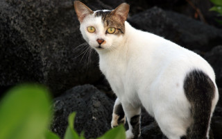 Cat rock sun green plant - free animals wallpaper