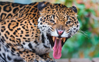 Leopard open mouthed tongue blurry - mouth wide open free wallpaper for desktop