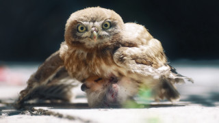 Small owl ground green object - its head on free wallpaper