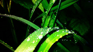 Green plant water drops macro 8 - digital photography free wallpaper for desktop