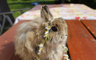 Rabbit flower picnic table impressionist - fashion free wallpaper