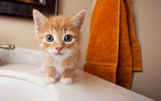 Orange kitten bathroom mirror blurry - optical free wallpaper