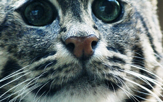 Cat closeup big eyes macro - a close up of a cats face free wallpaper