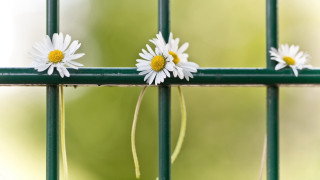 Daisy green fence post blurry - stuckism free wallpaper for desktop