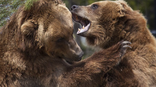 Brown bears fighting woods realistic - institutional free wallpaper