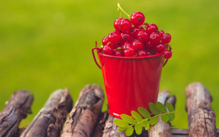 Red berries cup wooden table - a green grass field free wallpaper