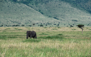 Elephant grassy field tree hills - the distance in the distance free wallpaper