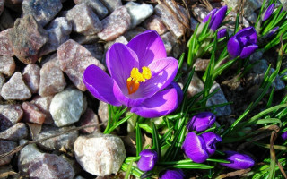 Purple flower rocks grass macro - a yellow center in the center free wallpaper