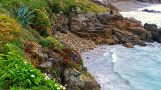 Cliff overlooking ocean flower bush - the ocean and a cliff free wallpaper
