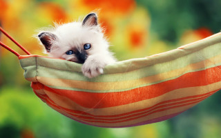 Small kitten hammock blue eyes - a hammock free wallpaper