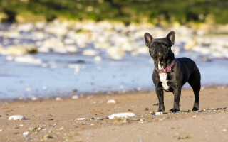 Dog beach rocks grass blurry - elke vogelsang free wallpaper