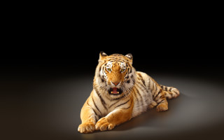Stuffed tiger open mouth black - tongue free wallpaper for desktop