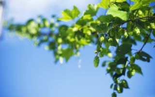 Branch leaves blue sky bokeh 2 - boetius adamsz bolswert free wallpaper