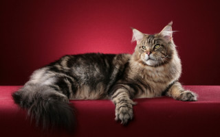 Cat regal sumatraism photorealistic oversized - a red couch free wallpaper
