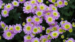 Purple flowers yellow centers garden - betty merken free wallpaper