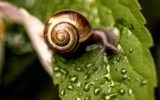 Snail green leaf water droplets - free nature wallpaper