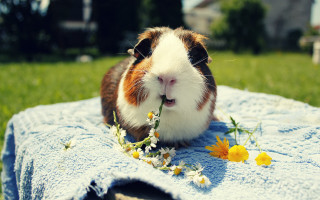 Guinea pig flower blanket yard - a flower free wallpaper for desktop