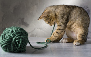 Cat playing yarn floor carlos - the floor next free wallpaper