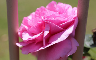 Pink flower pole sun blurry - a blurry background of grass free wallpaper
