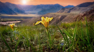 Yellow flower grass mountains river - adobe lightroom free wallpaper