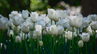 White tulips green grass blurry - dirck van der lisse free wallpaper