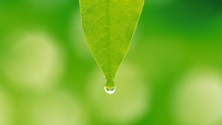 Green leaf water drop macro 6 - end free wallpaper