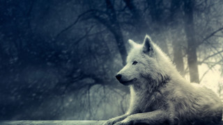 White wolf forest snowy mountain - a white wolf free wallpaper