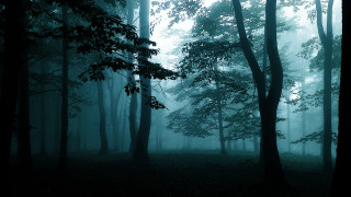 Foggy forest bench gothic matte - foggy sky above free wallpaper