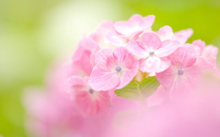 Pink flower macro blurry background 13 - anne nasmyth free wallpaper
