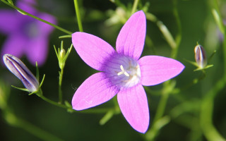 Purple flower butterfly bokeh macro - purple flower free wallpaper for desktop