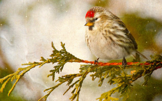 Snowy owl branch bird red - a red headband free wallpaper