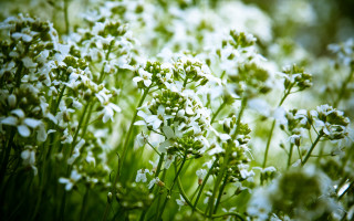 White flower garden macro blurry - a blurry background of the grass free wallpaper