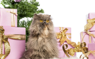 Cat presents christmas tree artist - a cat sitting next free wallpaper for desktop