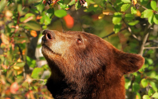 Brown bear berries christmas forest - a brown bear free wallpaper for desktop