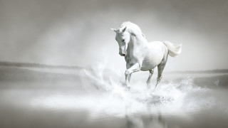 White horse running foggy water - a foggy day free wallpaper