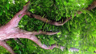 Pink branches green leaves forest - a forest area free wallpaper for desktop