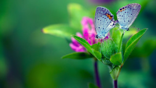 Butterflies flower field macro blurry - two butterfly free wallpaper
