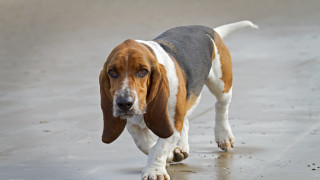 Dog walking wet surface blurry - a wet surface free wallpaper