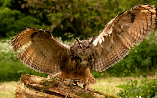 Large owl on log forest - a large owl free wallpaper