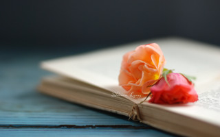 Book rose table bookmark shallow - a bookmark free wallpaper