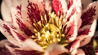 Flower blood stain macro blurry - claire dalby free wallpaper for desktop